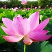 春の画像