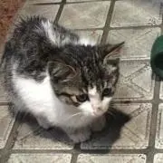 えじの画像