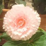 micoの画像