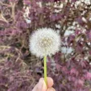 Aliceの画像