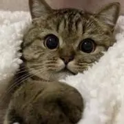 ぴぴぴの画像