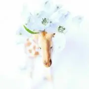 恵