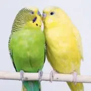 ピー介