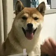 バターちゃんの画像