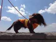 モカの画像