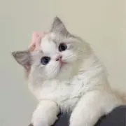 お安く出品してます。の画像