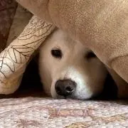 ザバス君の画像
