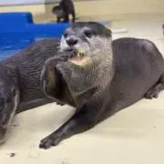 Rai