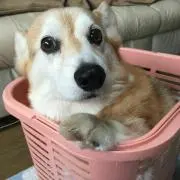 スキップの画像