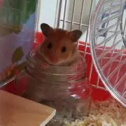 シャドルーの画像