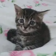 りぼんの画像