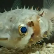ろみへえ