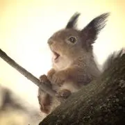チョコ