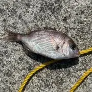 haruの画像