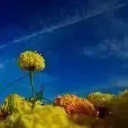 jiaの画像