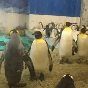 wako-penguin.の画像