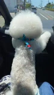 レディントン