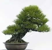 盆+栽