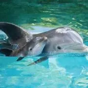 dolphinの画像