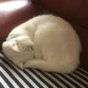 デブニートの画像