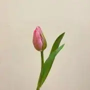 アネモネ✿の画像