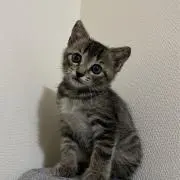 ともこの画像