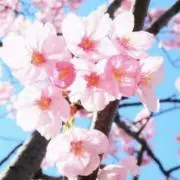 しろくまの画像
