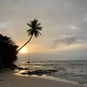 ボンすけの画像
