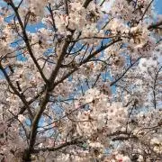 りりーの画像