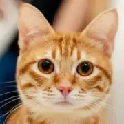 はちみつ♡の画像