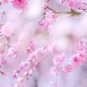 いちご