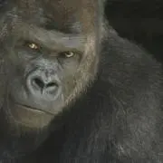シャバーニの画像