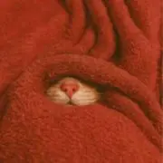 Imuuuの画像