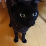 つじごん