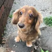 チョコ