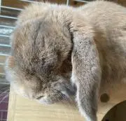 miwaの画像