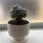 ❤️SALEの画像