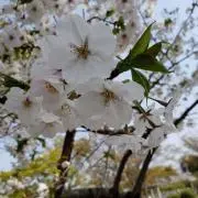 はな