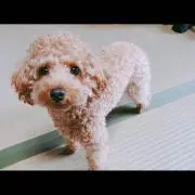 maimai☆彡.。の画像