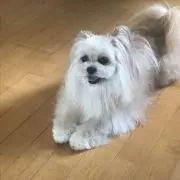 めぐ