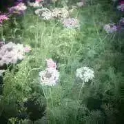 -----o♪の画像