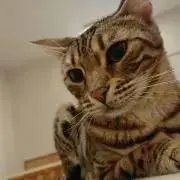 まりもの画像