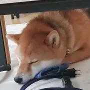 shhhinoo