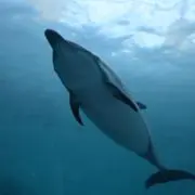 AKIの画像