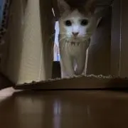 ゆなれの父の画像