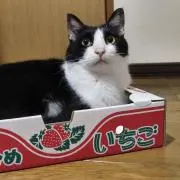 トム