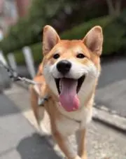 macoの画像