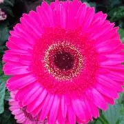 yurinの画像
