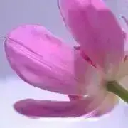ビーボの画像