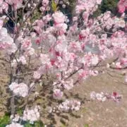 taatの画像